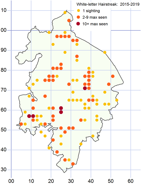 Distribution of the White Letter Hairstreak 2015-2019 inclusive